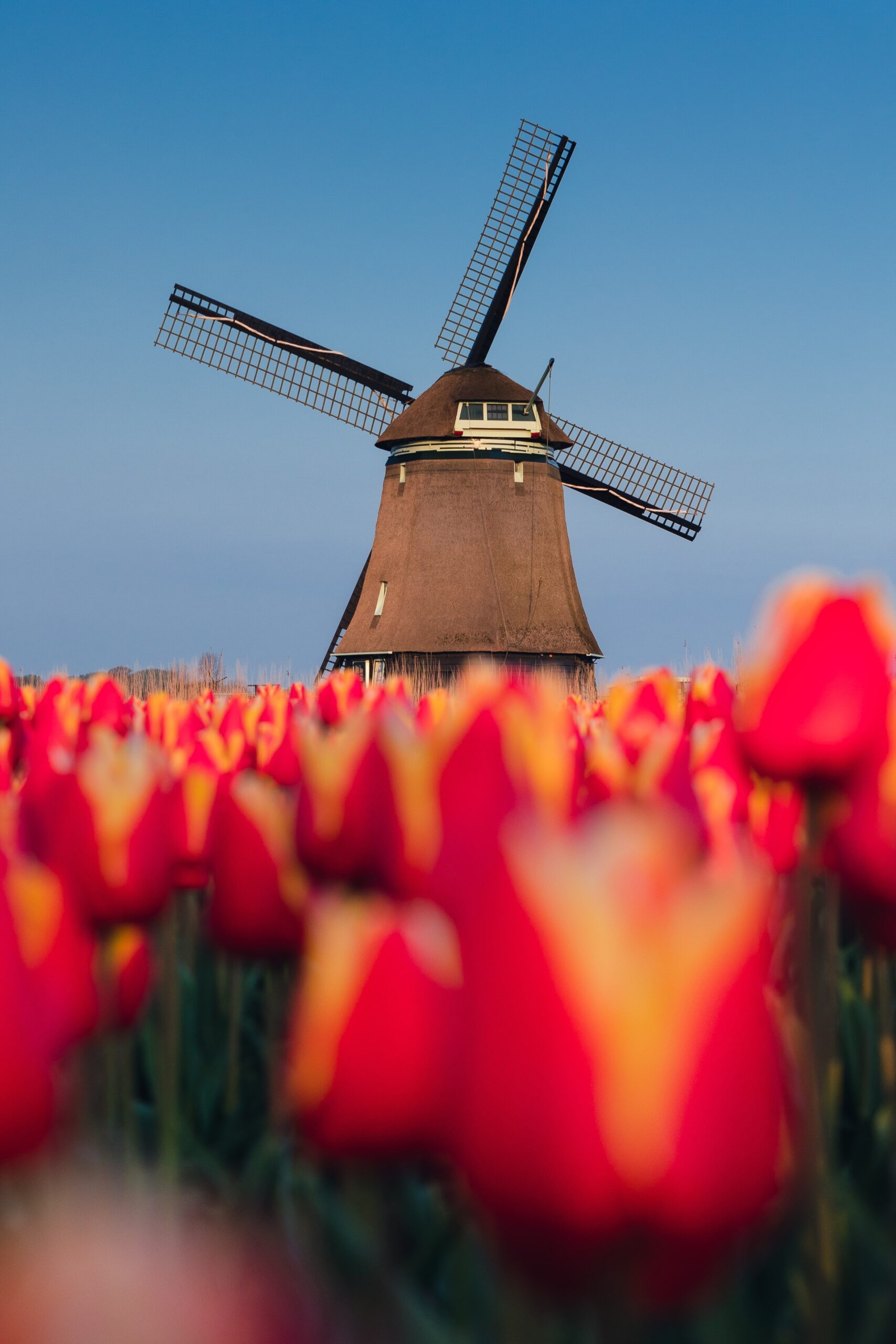 free guide to amsterdam - windmill