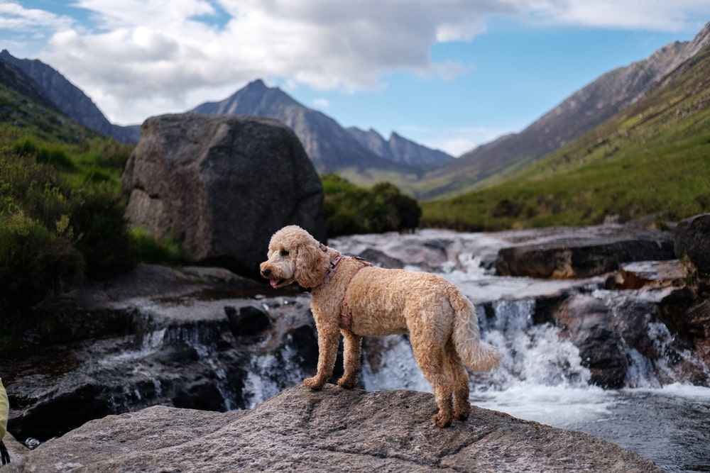 top pet friendly cities in europe - edinburgh