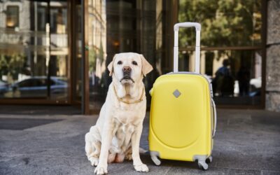 Top 10 Pet Friendly Cities in Europe for Your Next Adventure